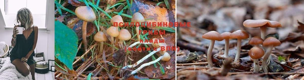 шишки Алексеевка